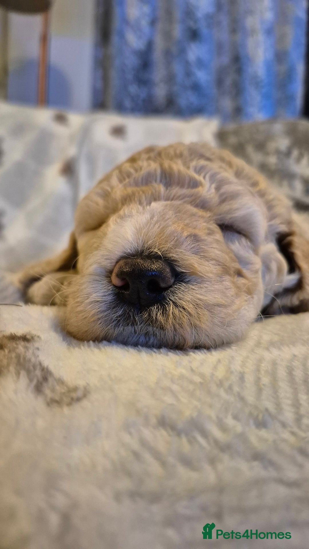 Australian Labradoodle dogs for sale: LAST ONE BOY - Australian Labradoodle Puppies  - Advert 28