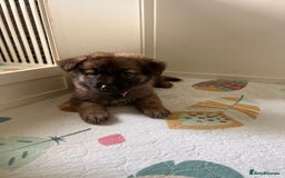 German Shepherd dogs for sale: German Shepherd Puppies, Ready to leave next week - Image 21