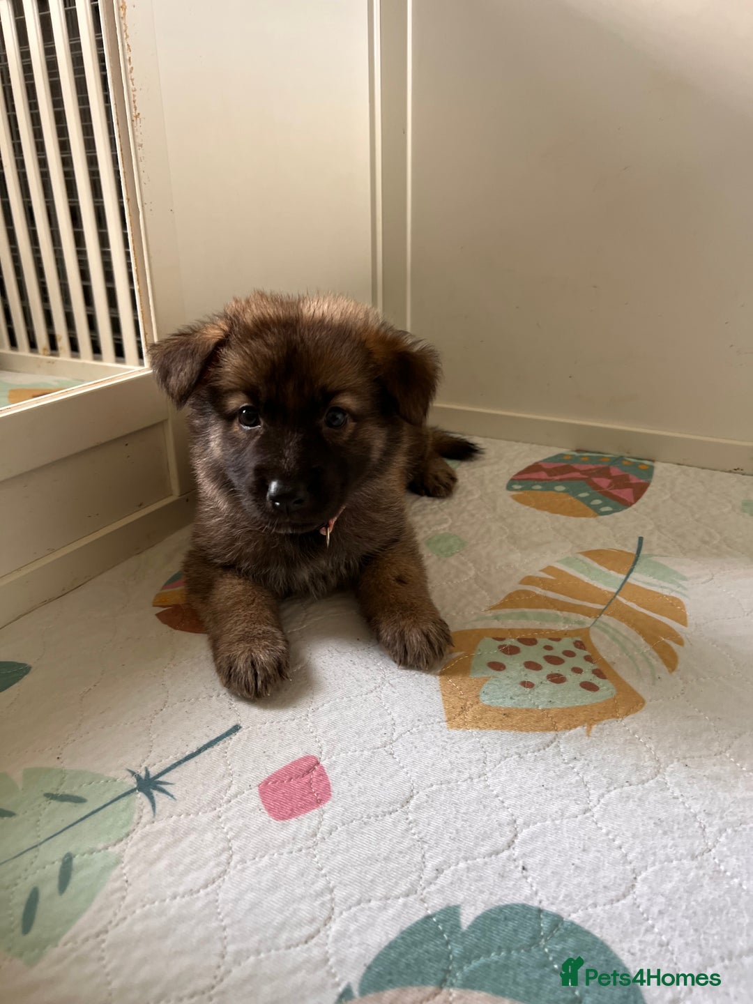German Shepherd dogs for sale: German Shepherd Puppies, Ready to leave next week - Image 21