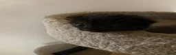 Mixed Breed cats for sale: Kittens  - Advert 6