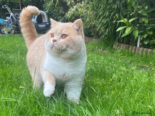 British Shorthair cats Championline Bi-Cream Boy in Northolt - Advert 16