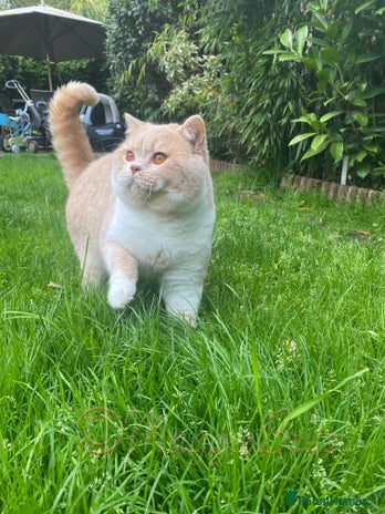 British Shorthair cats in Northolt - Advert 11