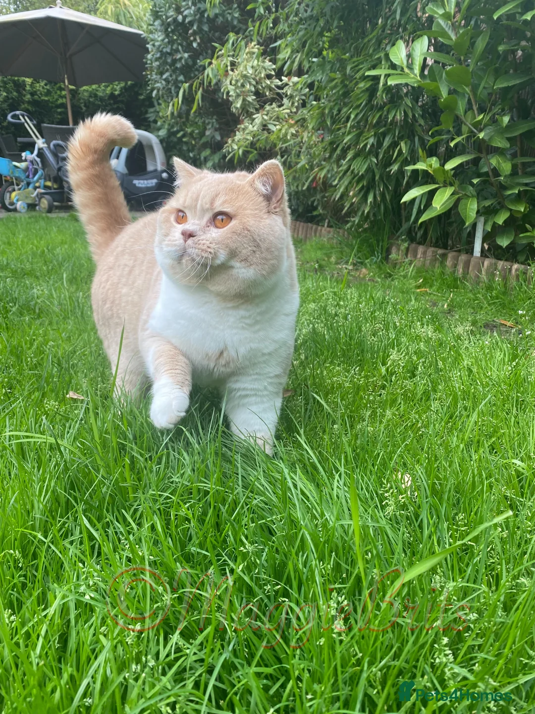 British Shorthair cats for stud: Championline Bi-Cream Boy in Northolt - Advert 1