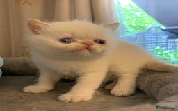 Persian cats for sale: Exotic persians  - Image 13
