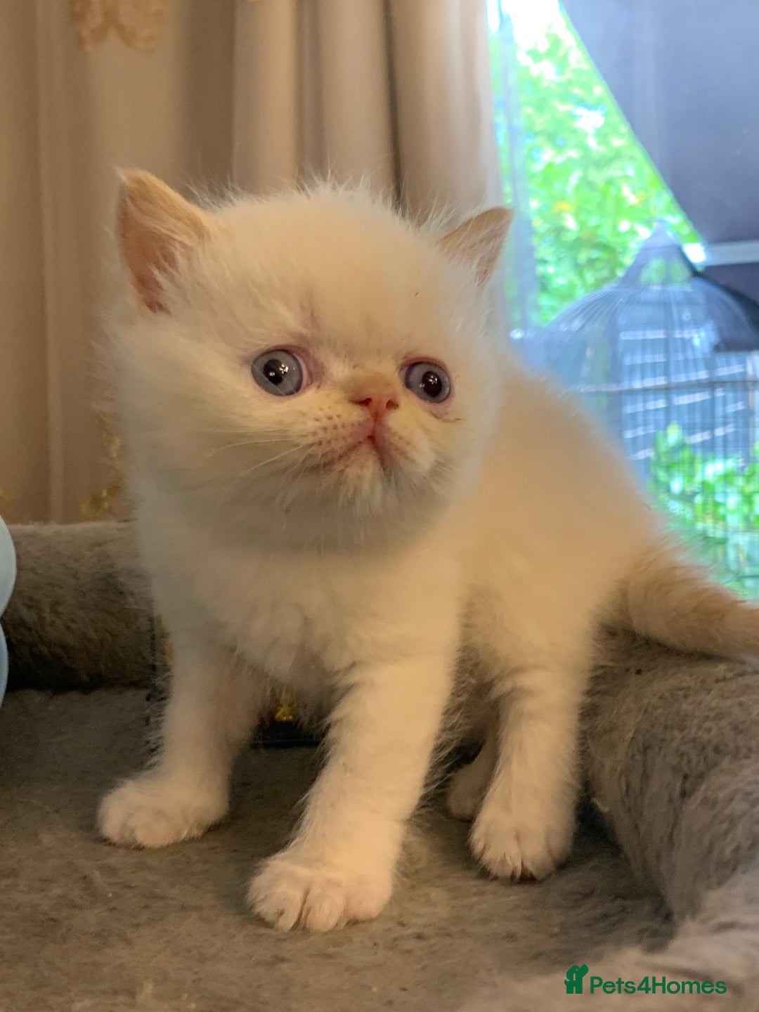 Persian cats for sale: Exotic persians  - Image 13