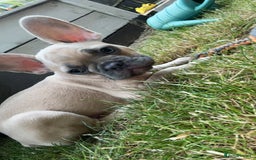 French Bulldog dogs for sale: French bull dog six months - Image 2