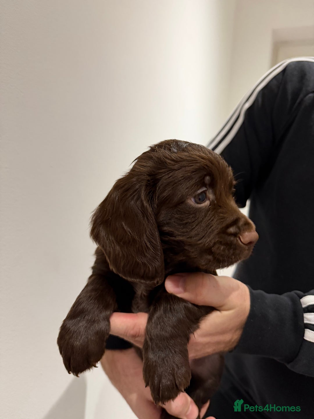 Cocker Spaniel dogs for sale: KC Registered Working Cocker Spaniels  - Advert 16
