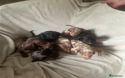 Miniature Dachshund dogs for sale: Miniature dachshund puppies 8 weeks old  - Image 4