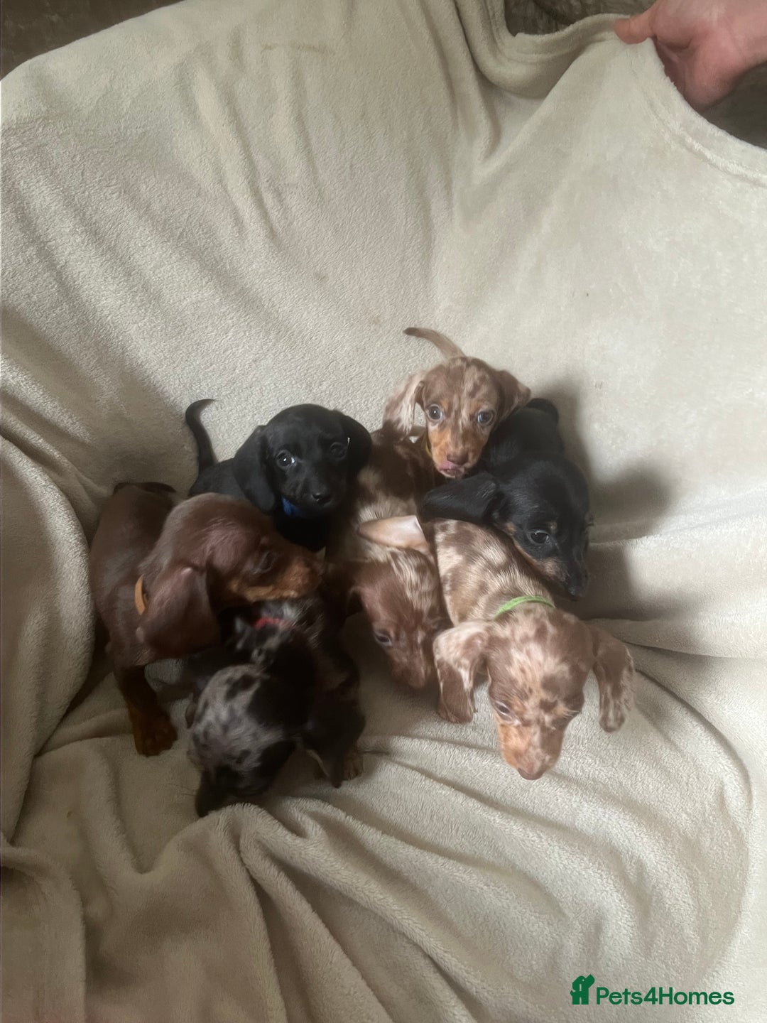 Miniature Dachshund dogs for sale: Miniature dachshund puppies 8 weeks old  - Image 4