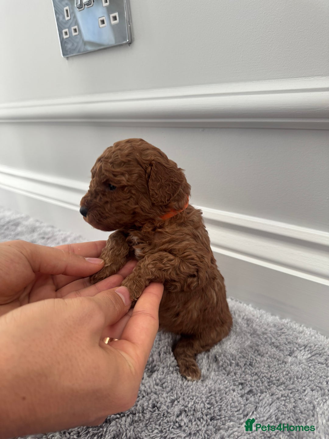 Cockapoo dogs for sale: ✨ Stunning F1b Cockerpoo Puppies Available ✨ - Advert 14