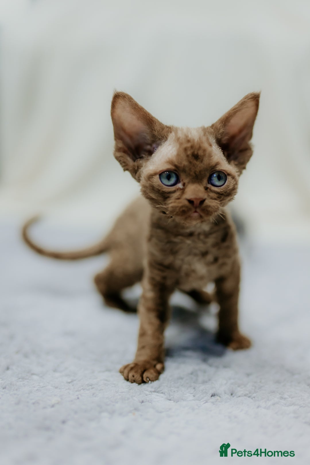 Devon Rex cats for sale: Adorable GCCF Registered DevonRex Kittens FOR SALE - Advert 23