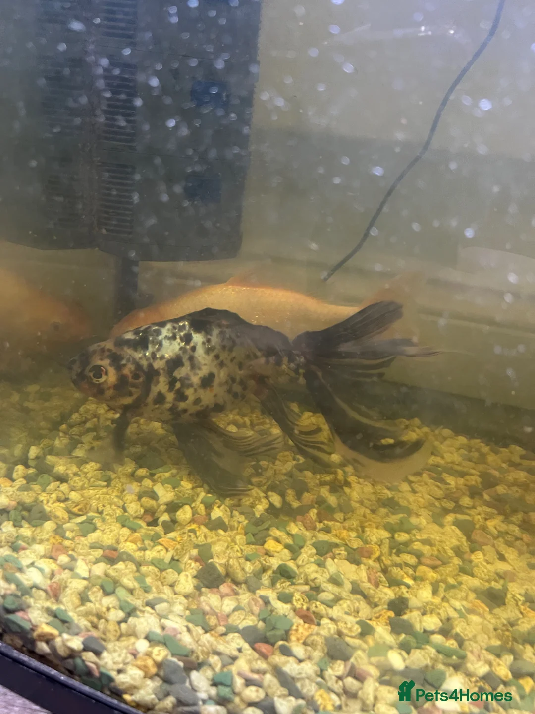 Koi Carp fish for sale: Koi fish  - Advert 2