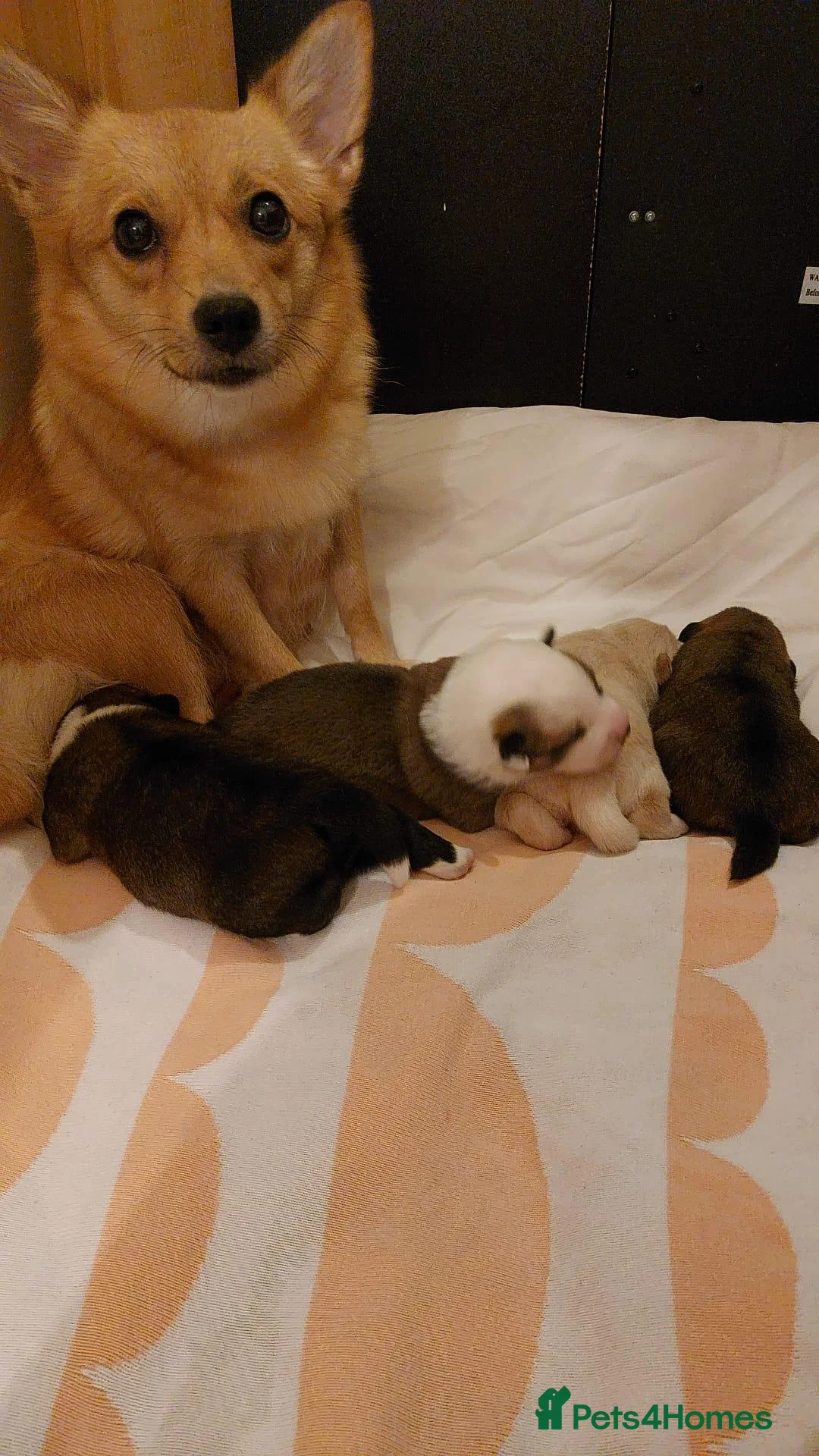 Mixed Breed dogs for sale: 4 Adorable Puppies for Sale – 3 Girls & 1 Boy - Advert 2