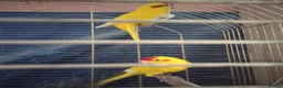 Parrots birds for sale: For sale  in Worksop - Advert 5