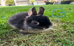 Netherland Dwarf rabbits for sale: Netherland Dwarf Rabbits For Sale  - Image 9