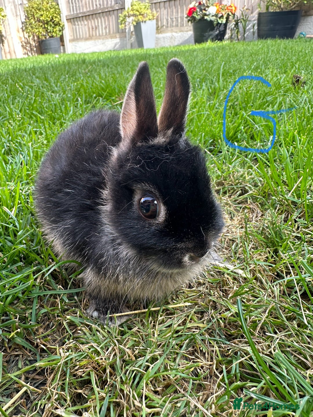 Netherland Dwarf rabbits for sale: Netherland Dwarf Rabbits For Sale  - Image 9