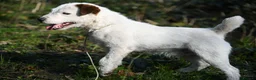Jack Russell dogs for sale: Traditional Jack Russell terrier pups in Whitchurch - Advert 6