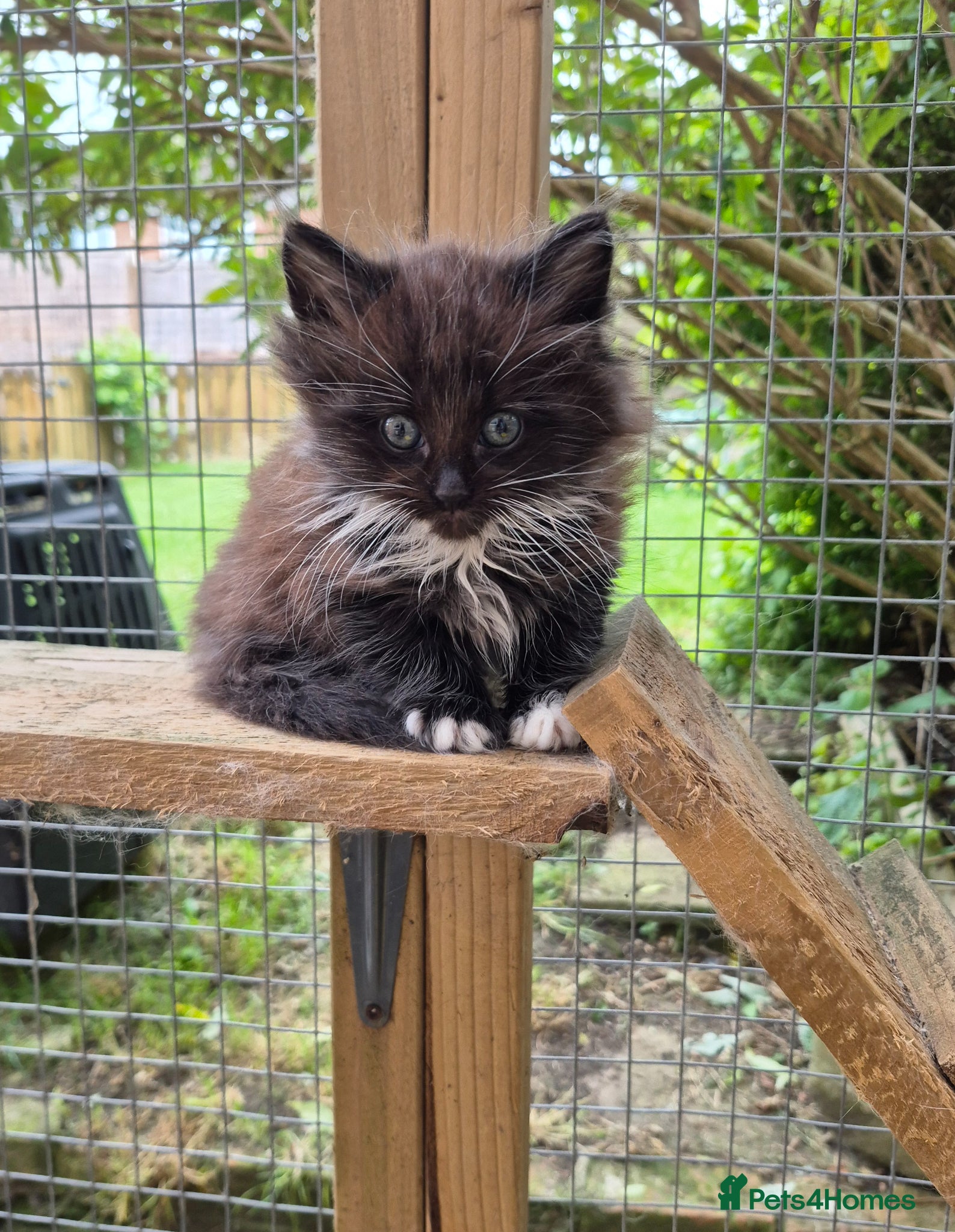 Siberian cats Last baby boy of litter-ready to leave, siberians! - Advert 3