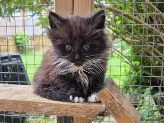 Siberian cats Last baby boy of litter-ready to leave, siberians! - Advert 3