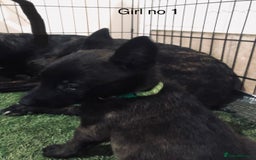 Belgian Shepherd Dog dogs for sale: Dutch shepherd/ Belgian malinois  - Image 12