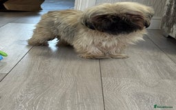 Shih Tzu dogs for sale: Shih tzu karashishi puppy  - Image 6