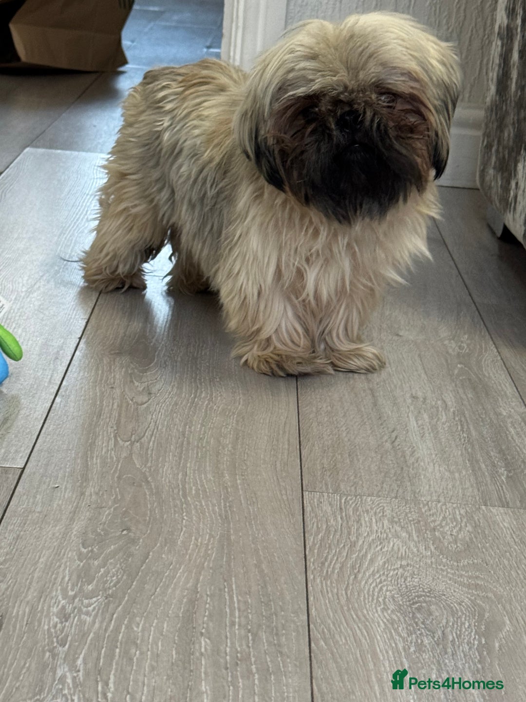 Shih Tzu dogs for sale: Shih tzu karashishi puppy  - Image 6