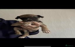 Lurcher dogs for sale: Saluki bull greyhound lurcher puppy’s pups puppies - Image 1