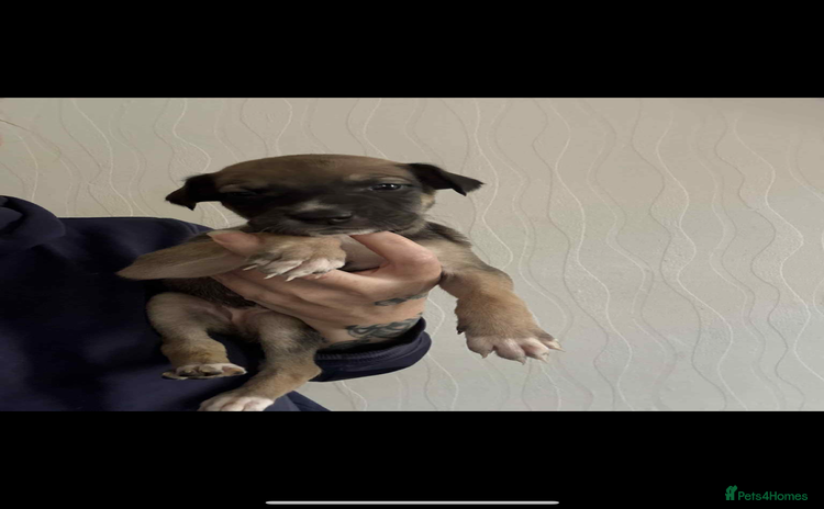 Lurcher dogs - Advert 1
