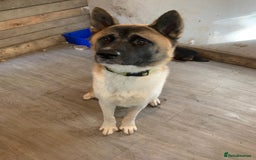 Mixed Breed dogs for sale: 2 akita x rottweiler pups  - Image 1