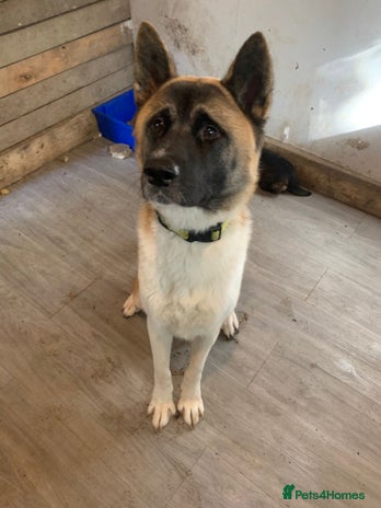 Mixed Breed dogs - Advert 1