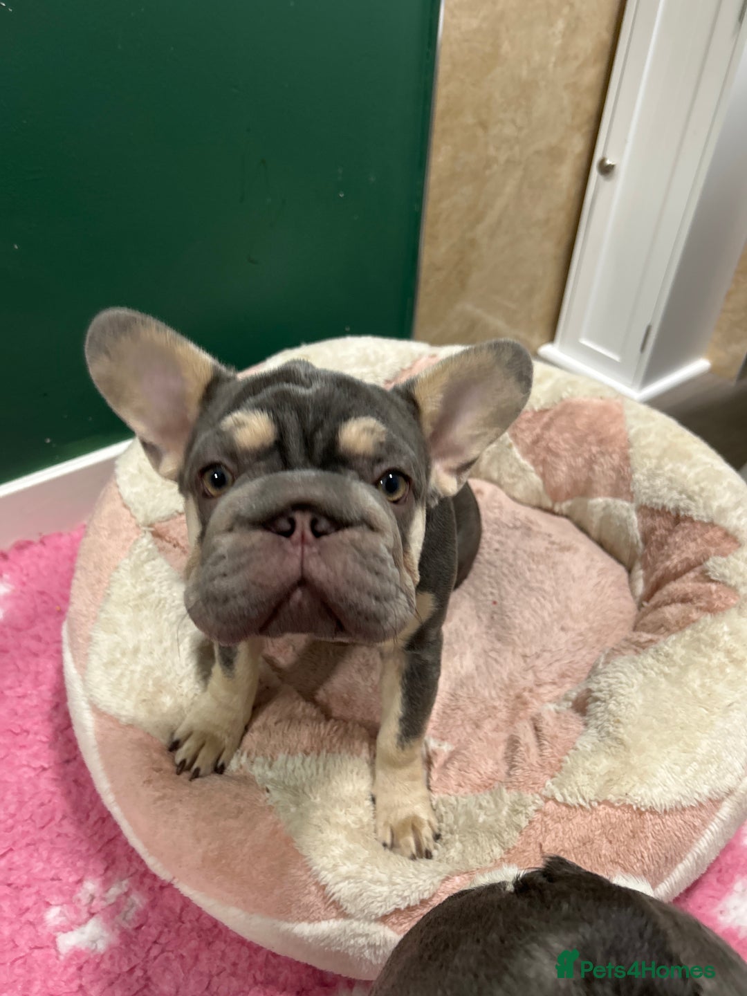 French Bulldog dogs for sale: French bulldog big rope - Image 2