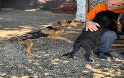 Mixed Breed dogs for adoption: JASPER - a Superb Puppy Boy, for a Loving Home - Image 36