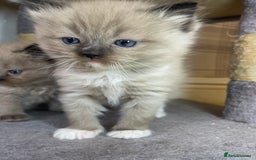 Ragdoll cats for sale: Pedigree Cherubim Ragdoll Kittens💫 - Image 9