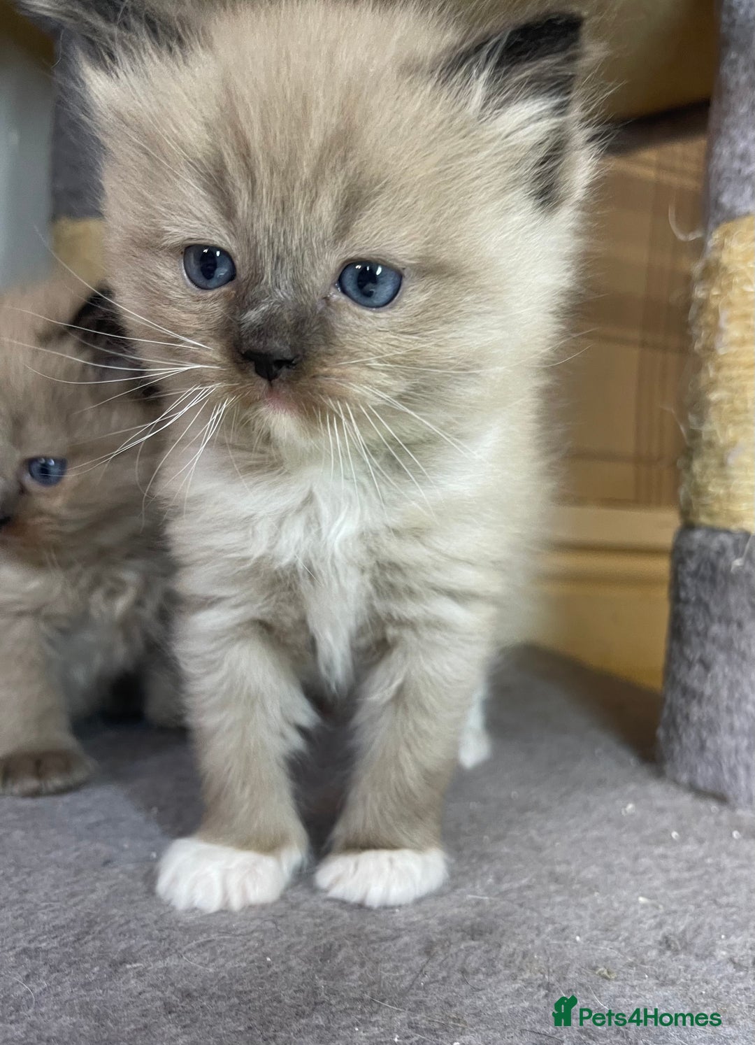 Ragdoll cats for sale: Pedigree Cherubim Ragdoll Kittens💫 - Image 9