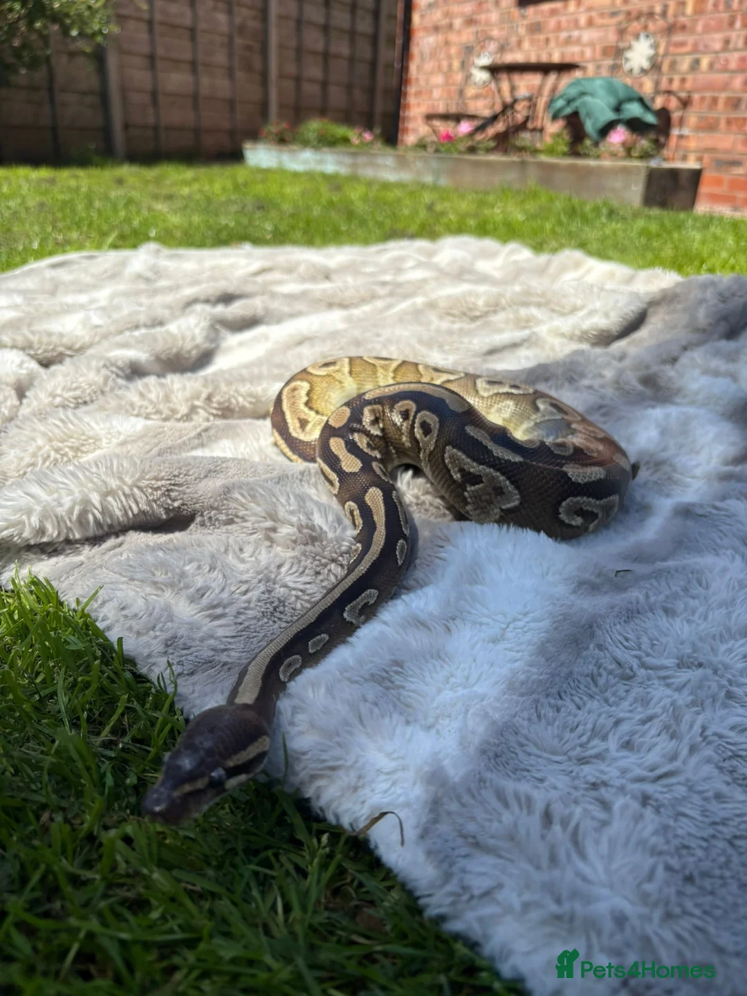 Python Snake reptiles for sale: Friendly ball python unusual markings! - Advert 3