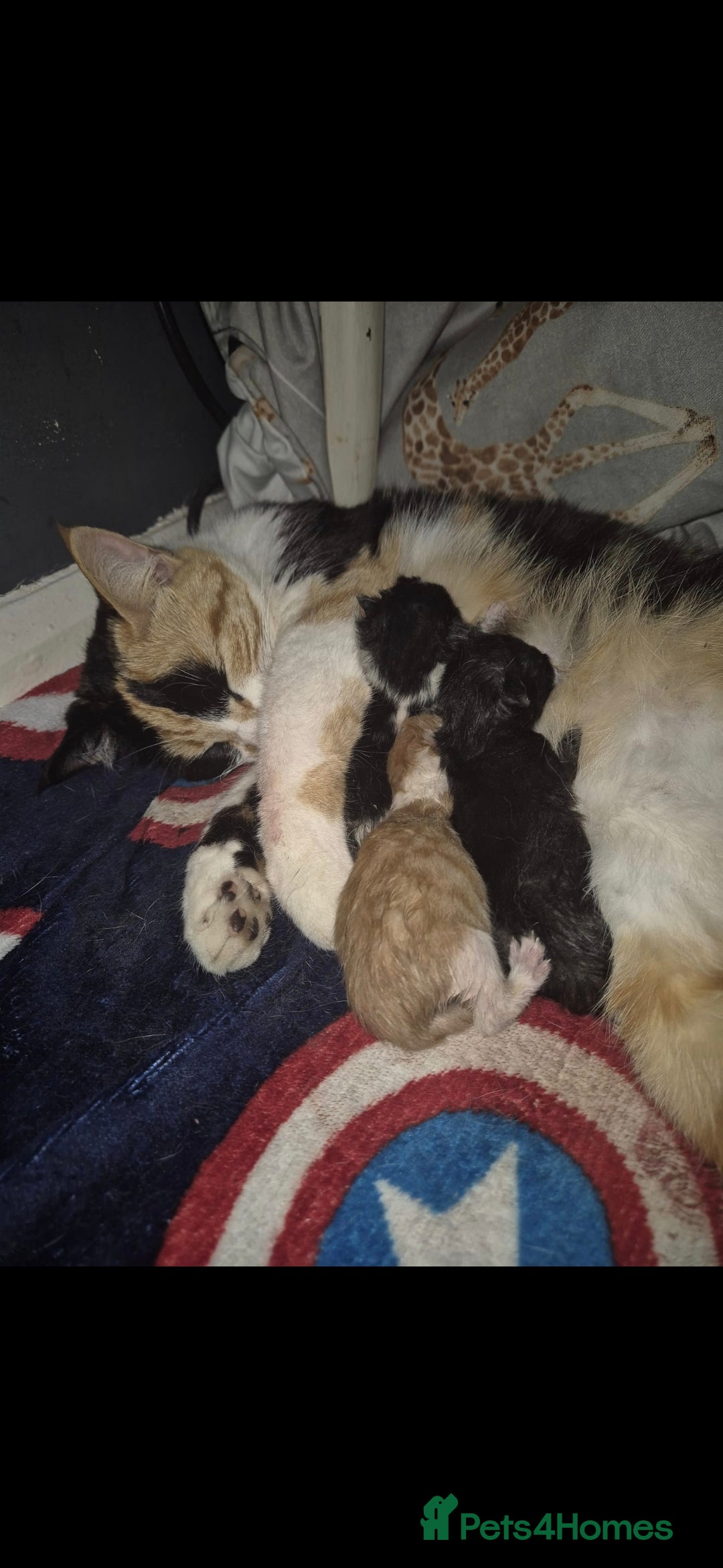 Domestic Shorthair cats for sale: 3 kittens for sale  - Image 4