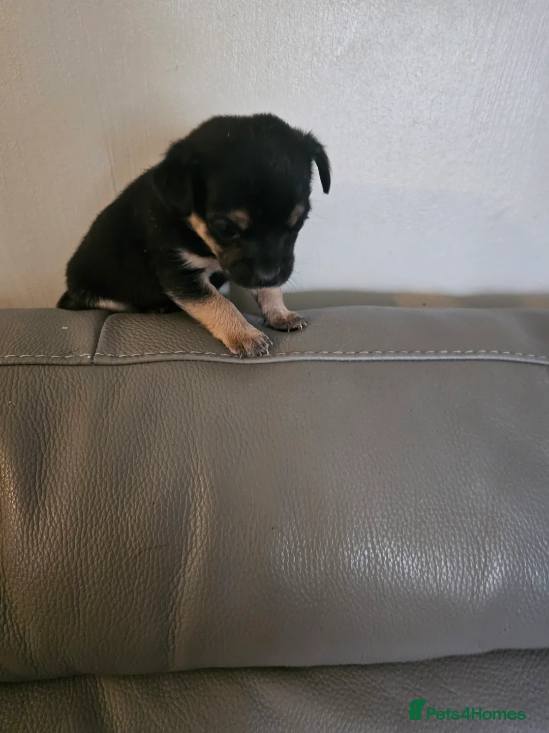 Chihuahua dogs for sale: Chihuahua  - Advert 8