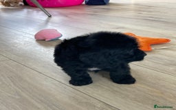 Cockapoo dogs for sale: F1 cockapoos - Image 29