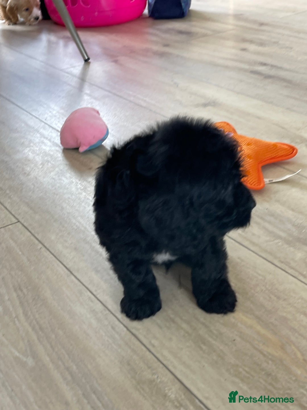Cockapoo dogs for sale: F1 cockapoos - Image 29