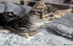 Mixed Breed cats for sale: Four kittens for sale  - Advert 11