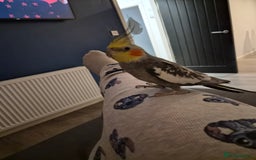 Cockatiels birds for sale: Very tame cockatiel  - Image 2