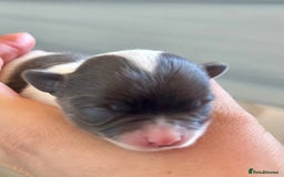 Chihuahua dogs for sale: Beautiful long haired, chihuahua puppies - Advert 7