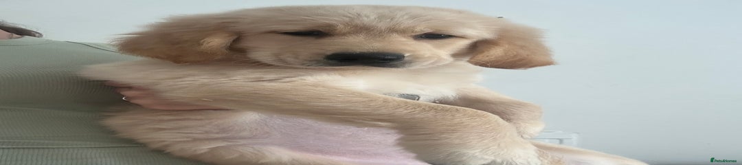 Golden Retriever Puppy 3