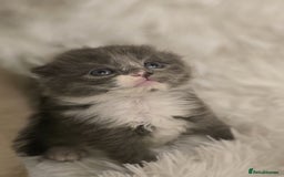 Scottish Fold cats for sale: Beautiful Scottish fold babies - Image 4
