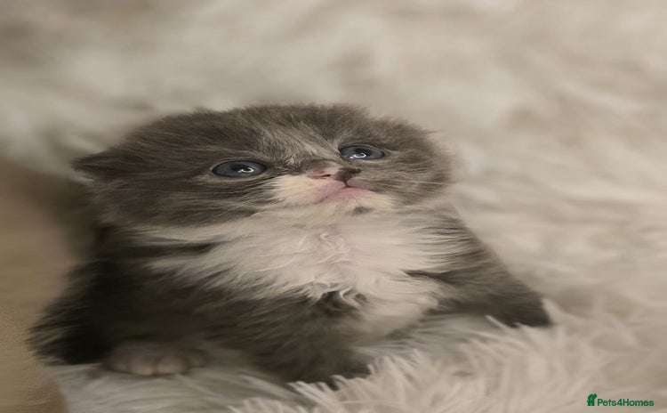 Scottish Fold cats - Advert 6