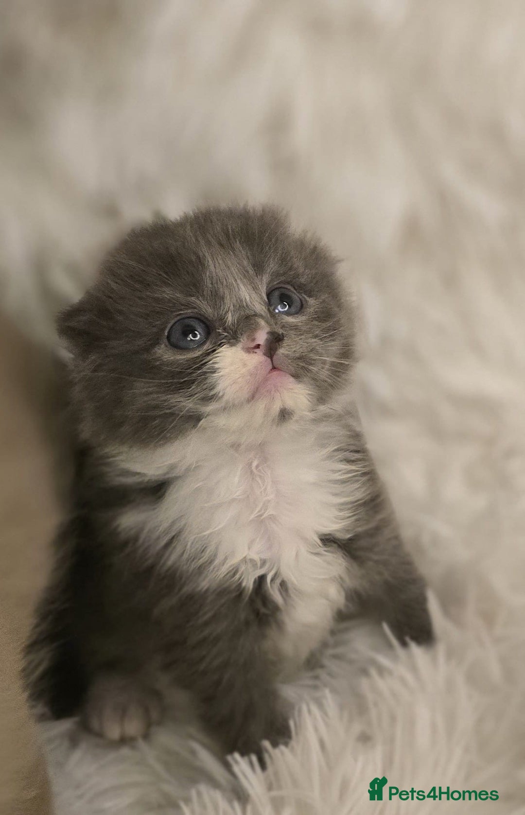 Scottish Fold cats for sale: Beautiful Scottish fold babies - Image 4