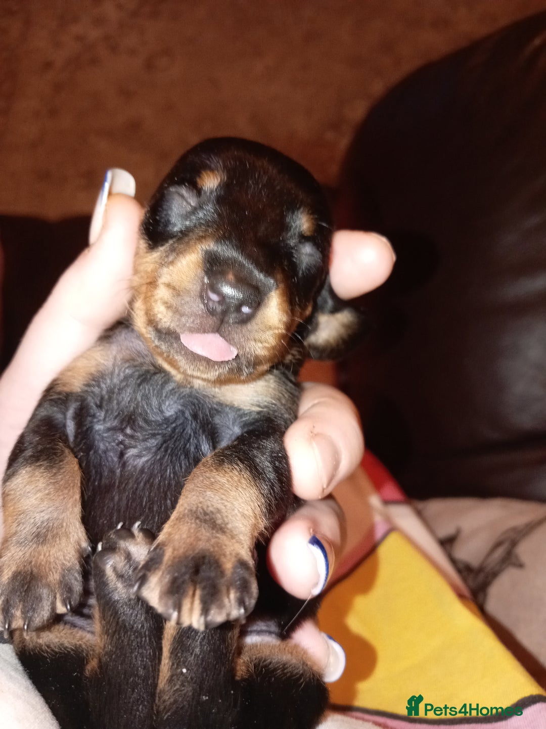 Dachshund dogs for sale: Daushund puppies  - Advert 15