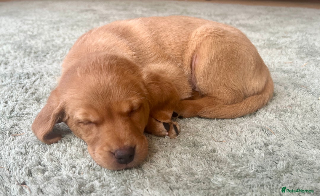 Labrador Retriever dogs for sale: Kc reg fox red Labradors  - Advert 21