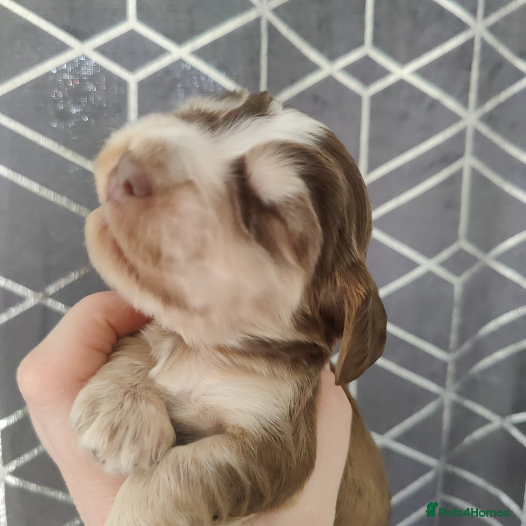 Cocker Spaniel dogs for sale: Show Type Cocker Spaniels Health Tested Parents  - Image 7