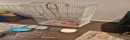 Cockatiels birds for sale: Bird Cage for Cockatiel, budgie, parrots, - Advert 1